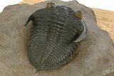 Gorgeous Zlichovaspis Trilobite - Orange Eye Preservation #334842-4